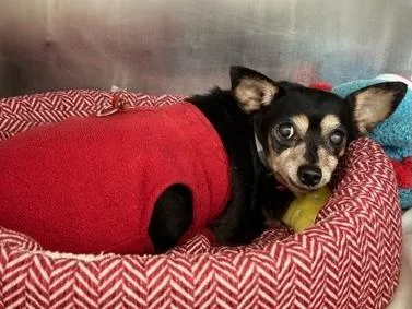 A senior small-sized female Black Miniature Pinscher dog named Chapita for adoption in Wingdale, NY