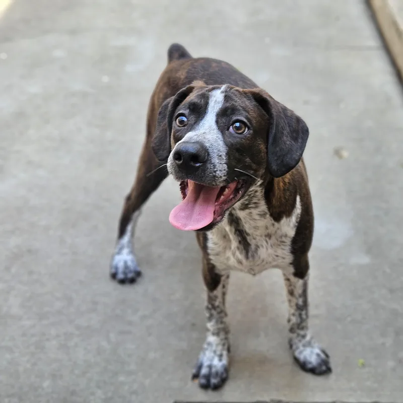 A baby medium-sized male Brindle Boston Terrier dog named Swiss for adoption in Chicago, IL