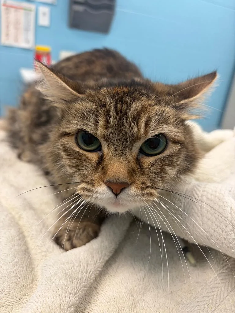 An adult medium-sized female Domestic Medium Hair cat named Lydia for adoption in Frankfort, KY