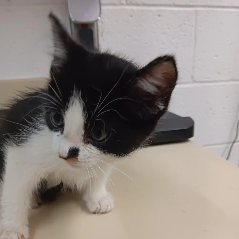 A baby small-sized male Black Domestic Short Hair cat named Max for adoption in Ardmore, OK