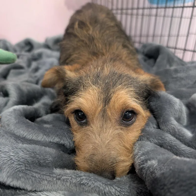 An adult small-sized male Yorkshire Terrier dog named Pete for adoption in West Plains, MO