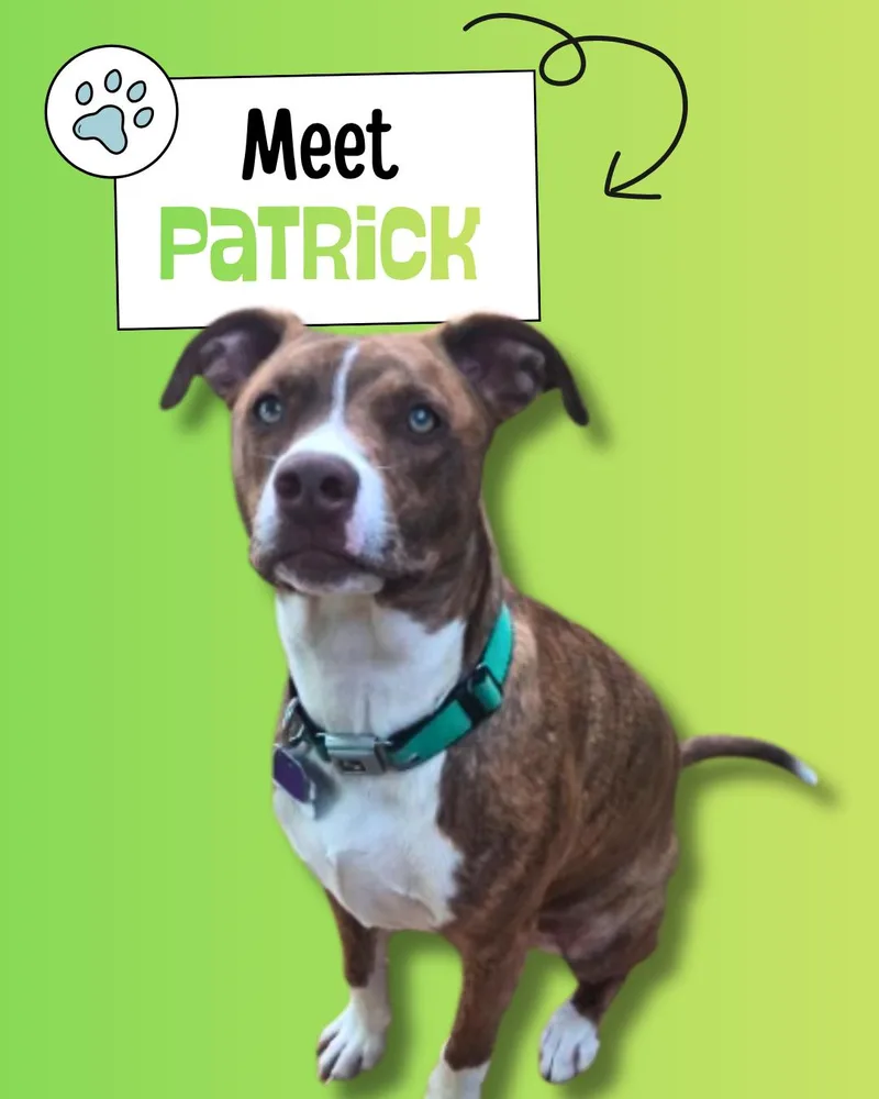 Patrick thumbnail 2