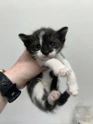 A baby small-sized male Domestic Short Hair cat named Merlin for adoption in West Chester, PA