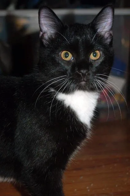 A senior medium-sized female Domestic Short Hair cat named Gumdrop for adoption in Ballwin, MO