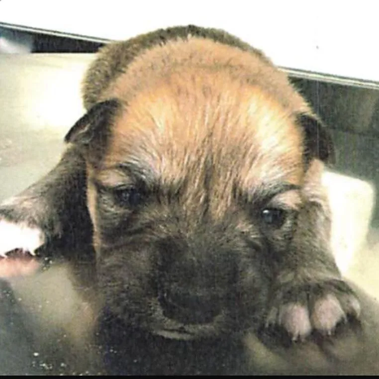 Pasadena thumbnail 2