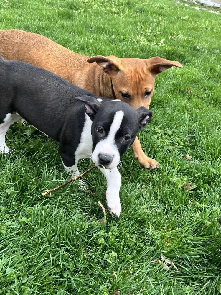 A baby large-sized male Tricolor (Brown, Black, & White) Labrador Retriever dog named Walter for adoption in Plymouth, MI