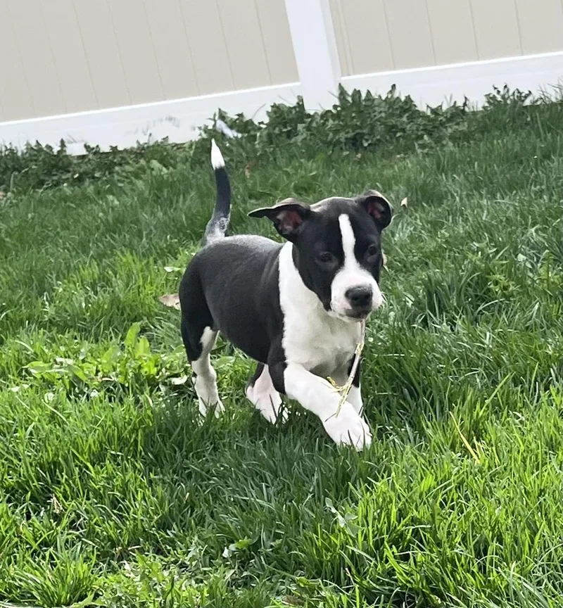 Walter thumbnail 4