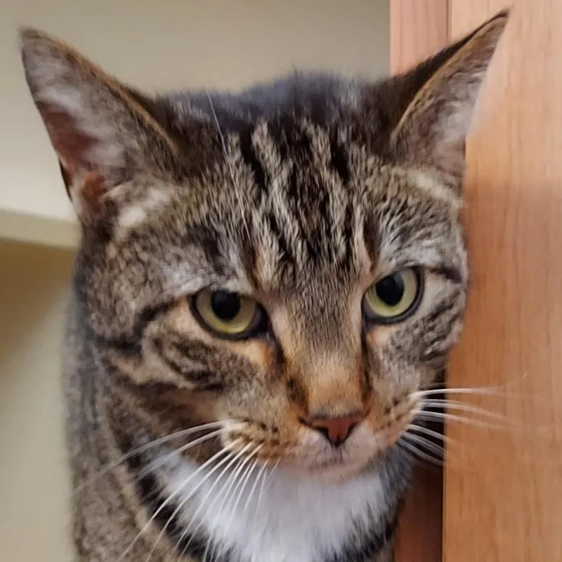 An adult large-sized male Brown / Chocolate Domestic Short Hair cat named Leon for adoption in Dayton, OH