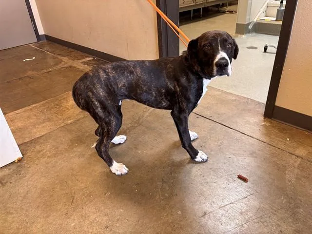 A young large-sized male Boxer dog named Dudley for adoption in Ontario, CA