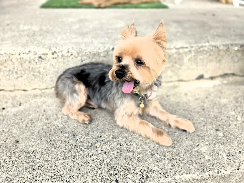 A senior small-sized male Bicolor Yorkshire Terrier dog named Rowdy for adoption in Salt Lake City, UT