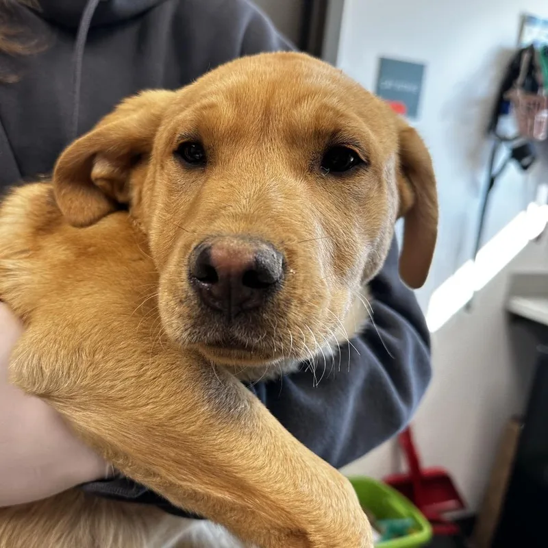 Lemonhead thumbnail 6