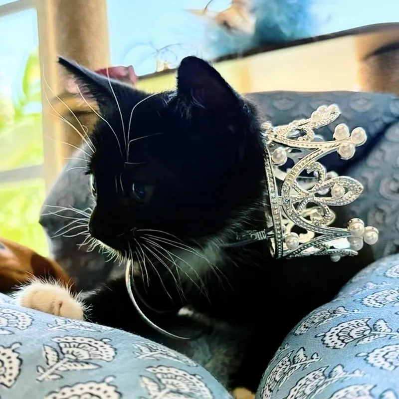 A baby small-sized male Black & White / Tuxedo American Shorthair cat named Prince Whiskerly for adoption