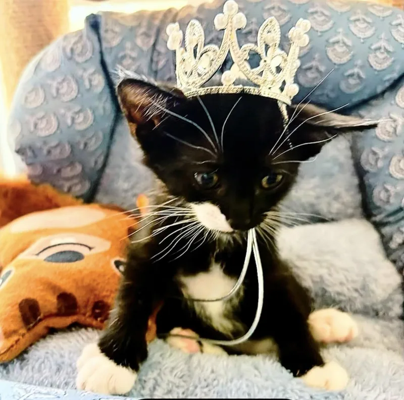 Prince Whiskerly thumbnail 3