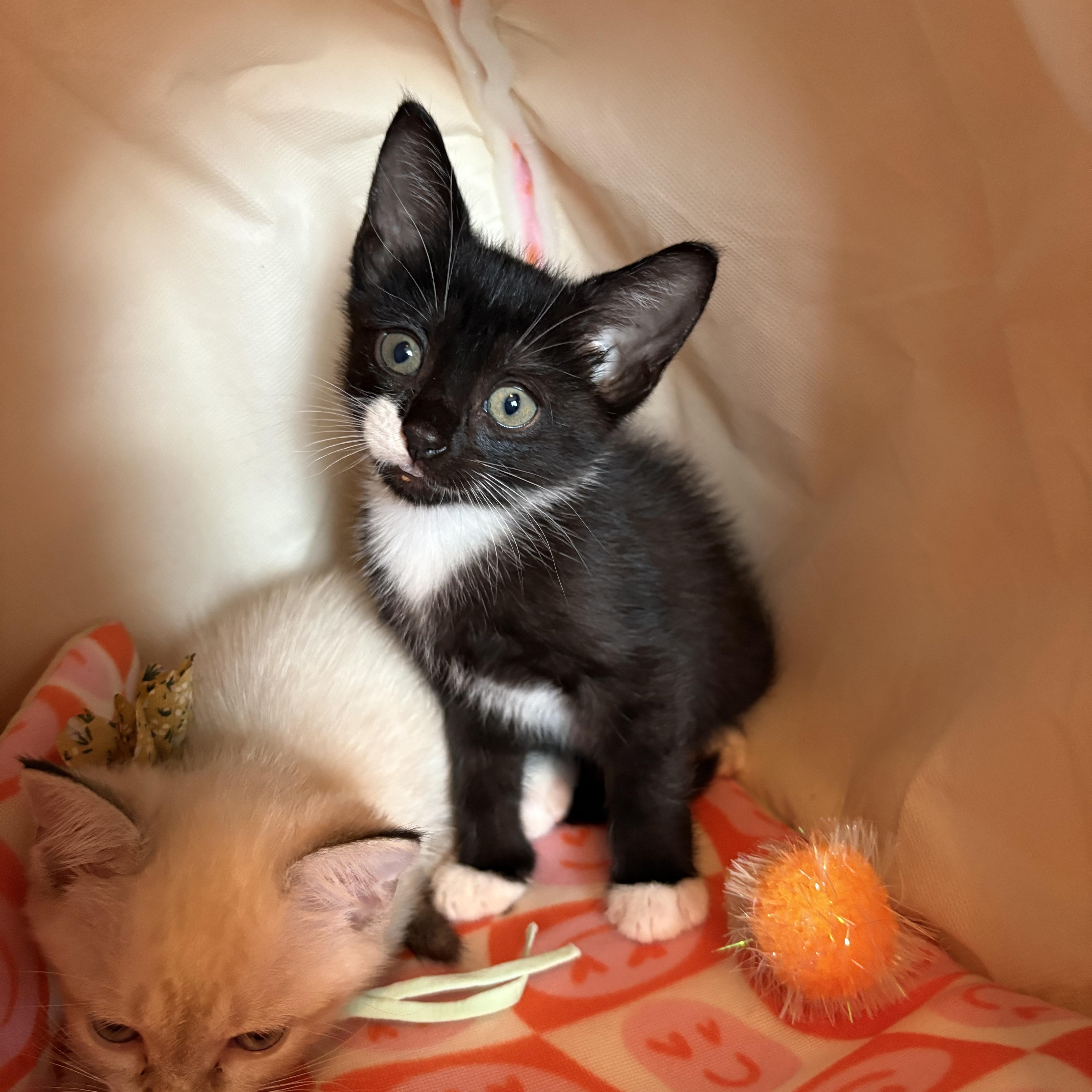 Prince Whiskerly thumbnail 4