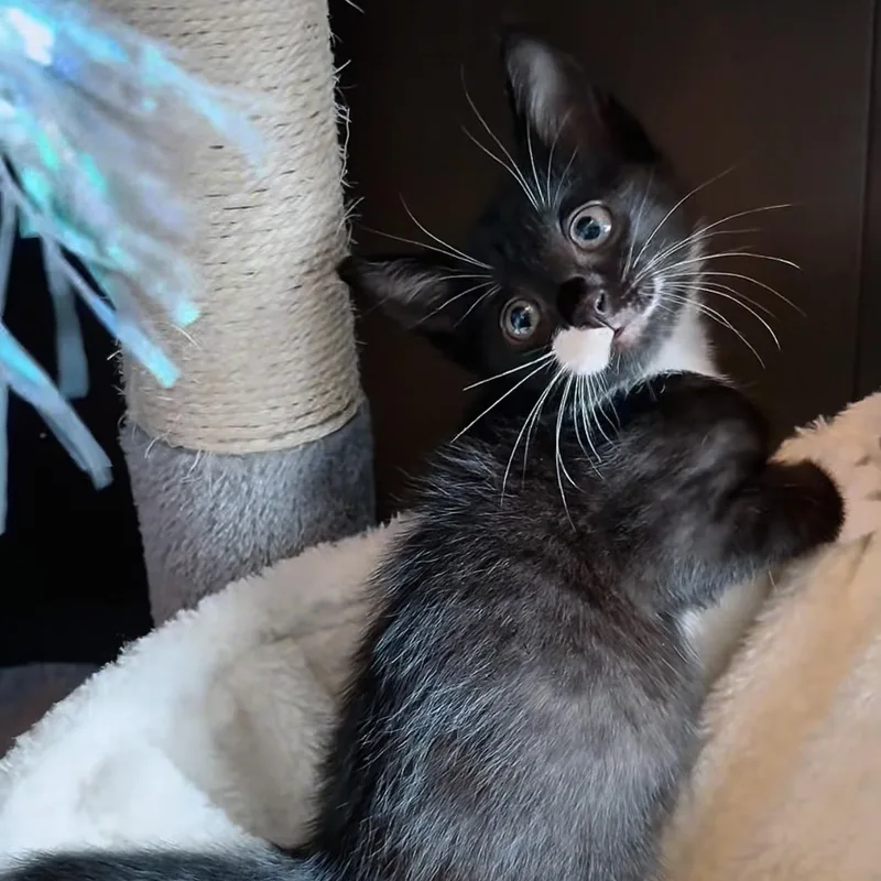 Prince Whiskerly thumbnail 5