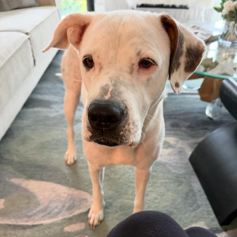 An adult large-sized female White / Cream Boxer dog named Leia for adoption in Spring, TX
