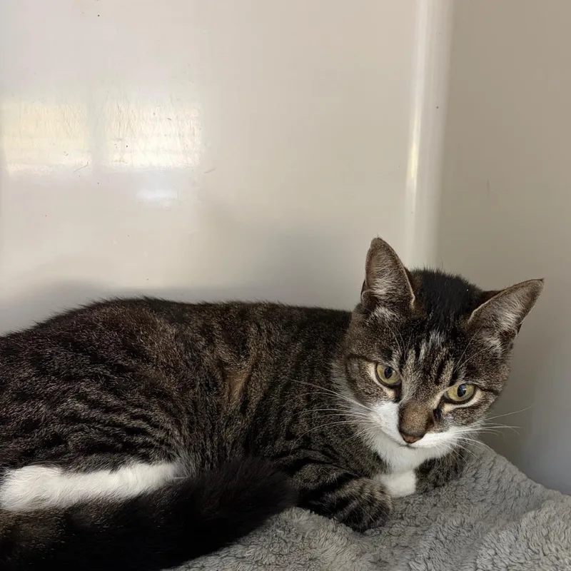 An adult medium-sized female Black Domestic Short Hair cat named Rosie for adoption in Greensboro, GA