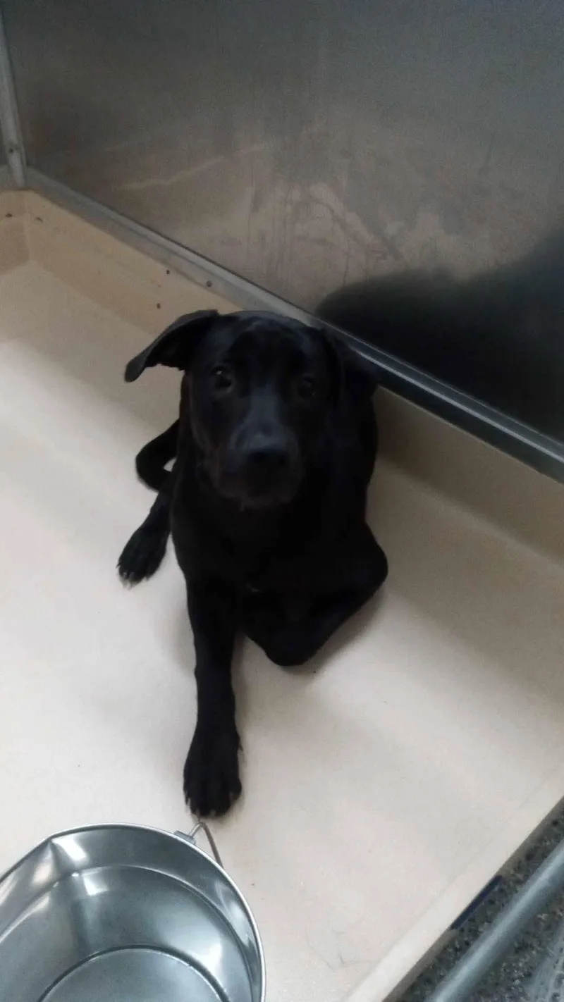 An adult medium-sized female Black Labrador Retriever dog named Polly for adoption in Burgaw, NC