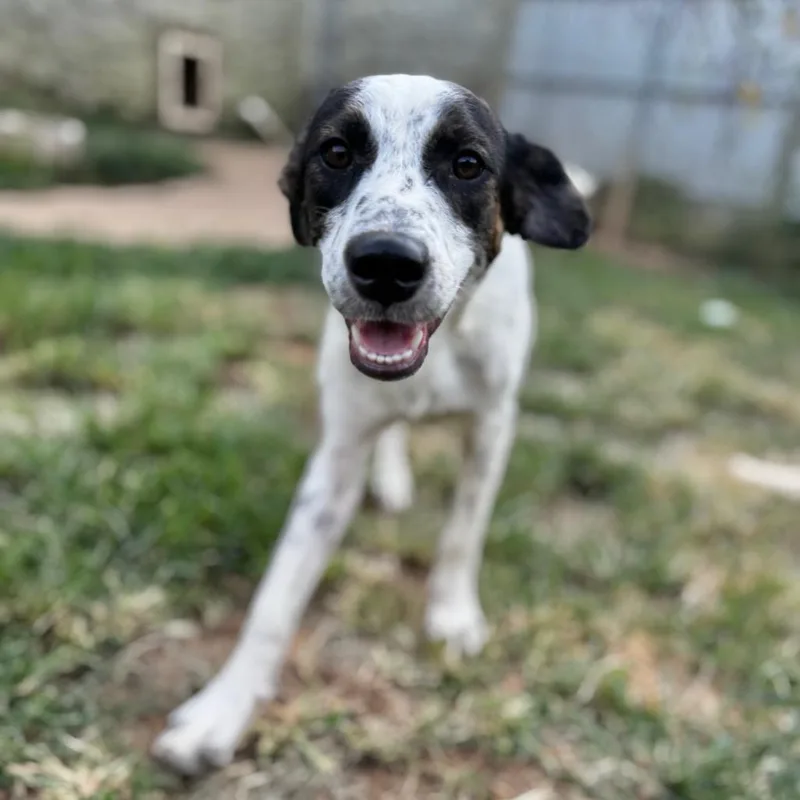 A young medium-sized female Black Mixed Breed dog named Lizzo for adoption in Brownsboro, AL