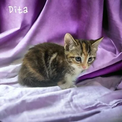 A baby medium-sized female Domestic Short Hair cat named Dita for adoption in Cumberland, MD