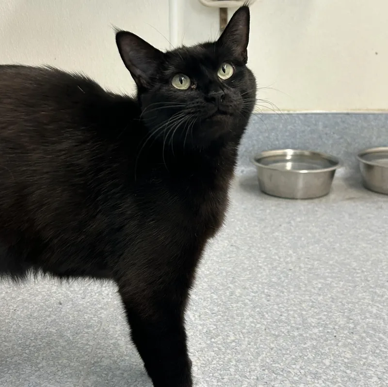An adult medium-sized female Black Domestic Short Hair cat named Kahlua for adoption in El Cajon, CA