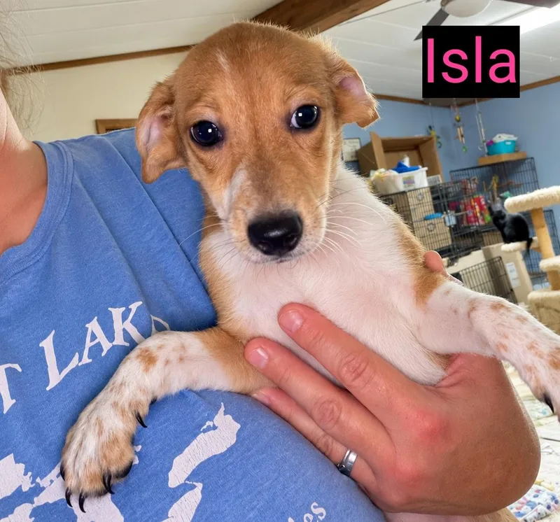 A baby small-sized female Dachshund dog named Isla for adoption in Grand Rapids, MI