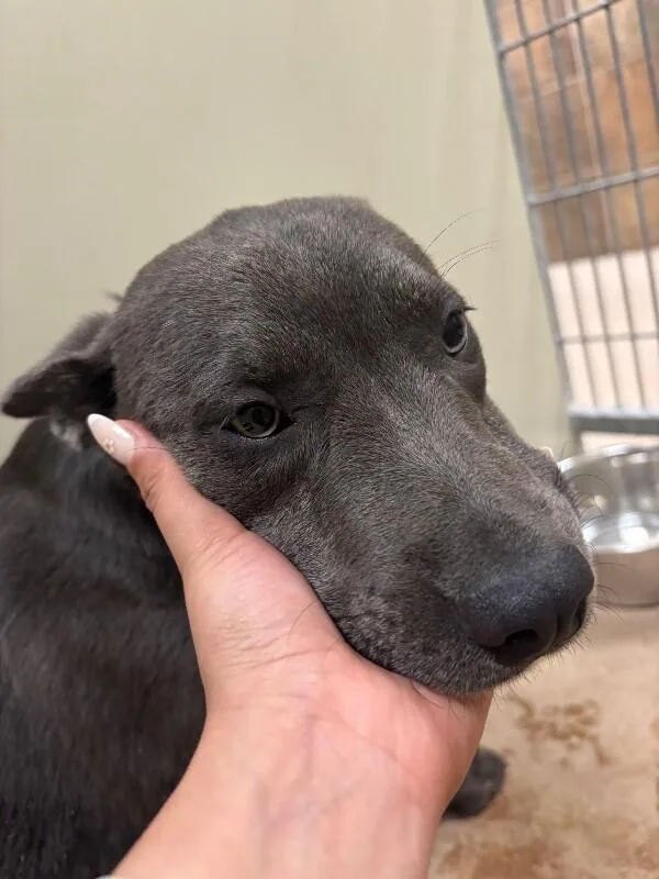 A young medium-sized female Gray / Blue / Silver Mixed Breed dog named McKayla for adoption in Fort Collins, CO
