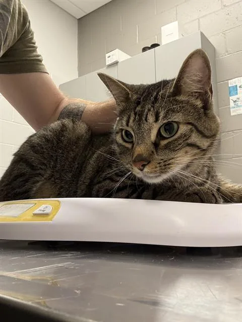 An adult small-sized male Domestic Short Hair cat named Vlad for adoption in Indianapolis, IN