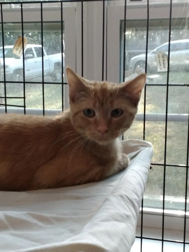 A baby medium-sized male Domestic Short Hair cat named Sammy for adoption in Richland Hills, TX
