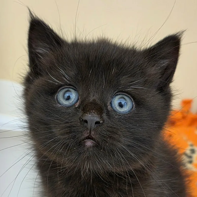 A baby small-sized female Black Domestic Short Hair cat named Louise for adoption in Zanesville, OH