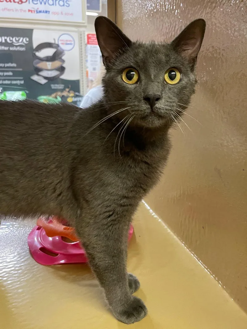 An adult medium-sized male Gray / Blue / Silver Domestic Short Hair cat named Beefcake for adoption in Sterling Heights, MI