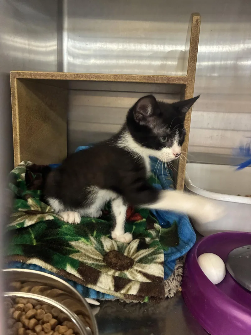 A baby medium-sized male Black & White / Tuxedo Domestic Short Hair cat named Harrold for adoption in Social Circle, GA