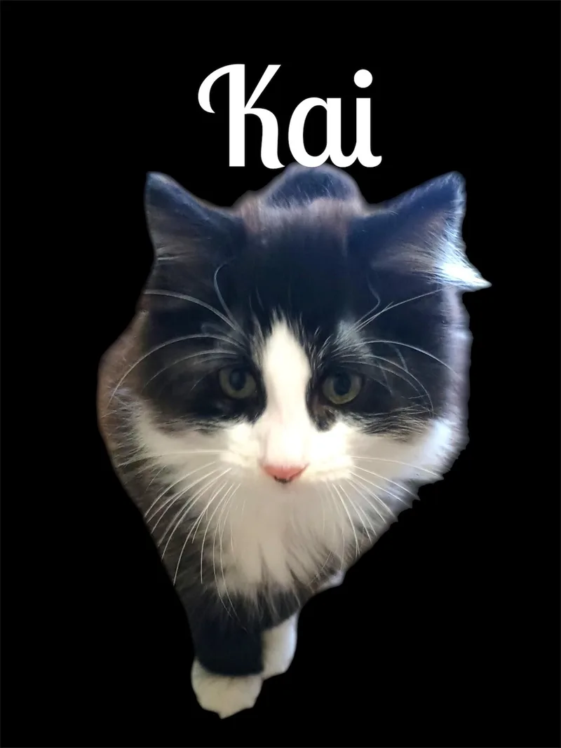 Kai