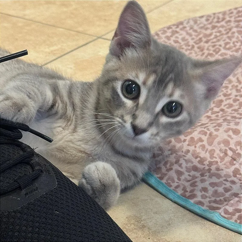 A baby small-sized female Calico Domestic Short Hair cat named Empurress for adoption in Decatur, GA