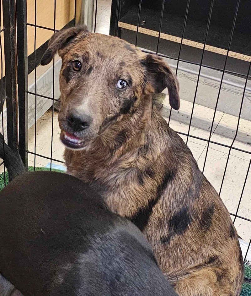 A young medium-sized male Merle (Blue) Australian Shepherd dog named Agent Blue for adoption in Wrightwood, CA