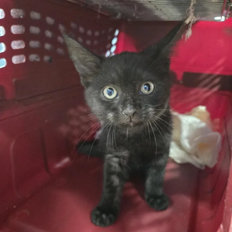 A baby small-sized female Black Domestic Short Hair cat named Cindy for adoption in Newark, NJ