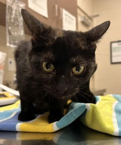 An adult medium-sized female Domestic Short Hair cat named Blossom for adoption in Fishers, IN