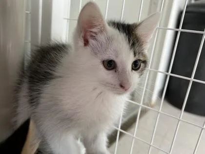 A baby medium-sized male Domestic Short Hair cat named Crunch Coat for adoption in Elmira, NY