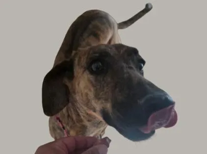 An adult medium-sized female Brindle Rhodesian Ridgeback dog named Babe for adoption in Sandia Park, NM
