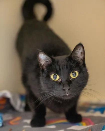 An adult medium-sized female Domestic Short Hair cat named Sis for adoption in Pequot Lakes, MN