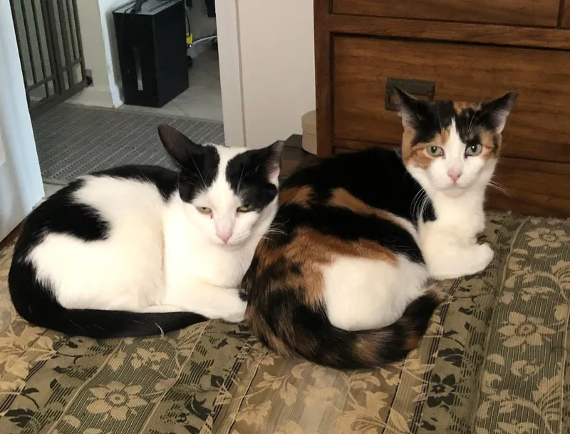 An adult medium-sized female Black & White / Tuxedo Domestic Short Hair cat named Panda for adoption in Nutley, NJ
