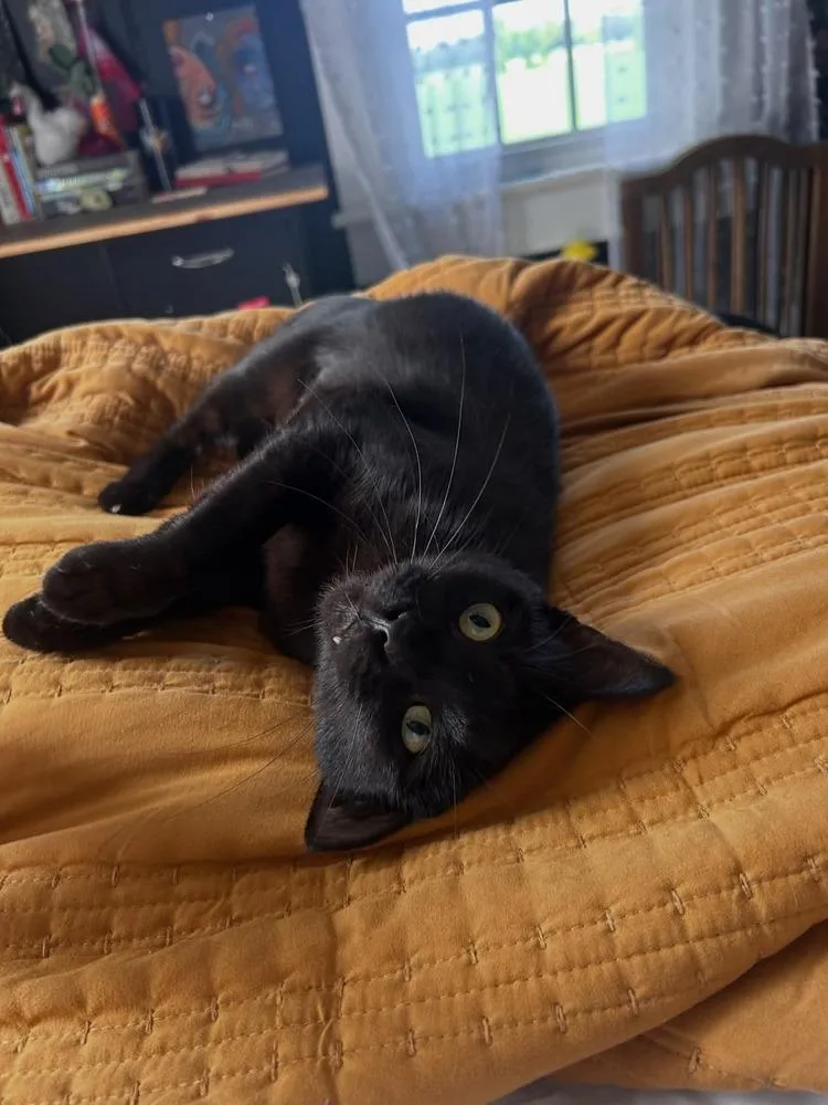A young small-sized female Black Domestic Short Hair cat named Molly for adoption in Kinston, NC