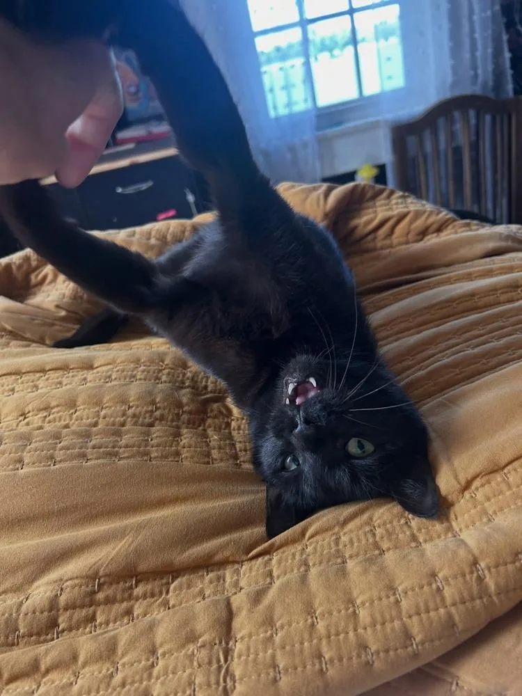 Molly thumbnail 3
