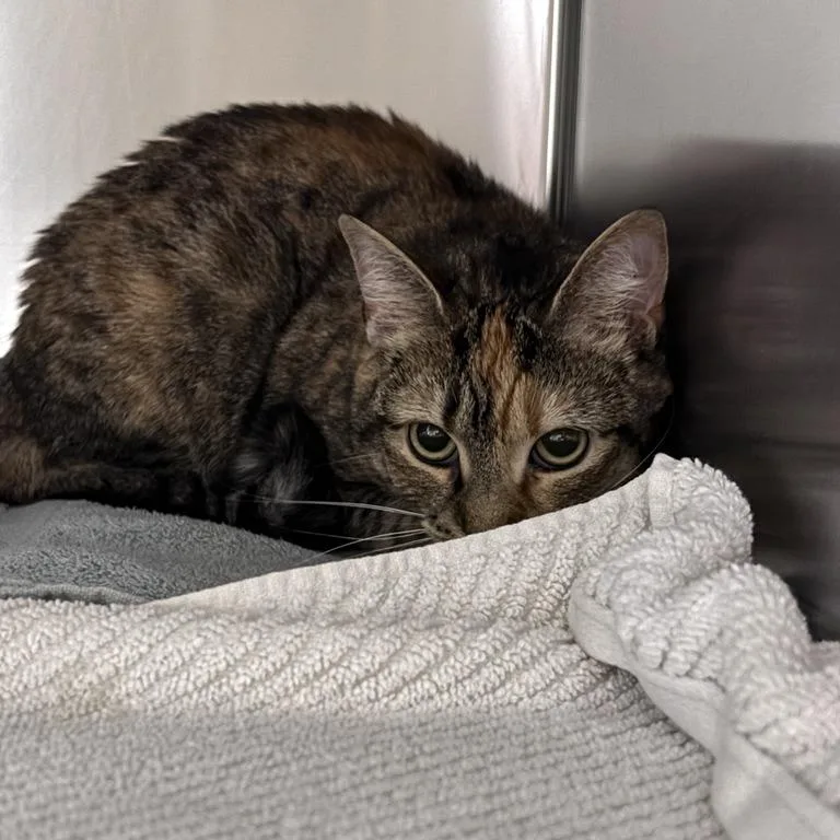 A young medium-sized female Domestic Short Hair cat named Juno for adoption in Asheville, NC
