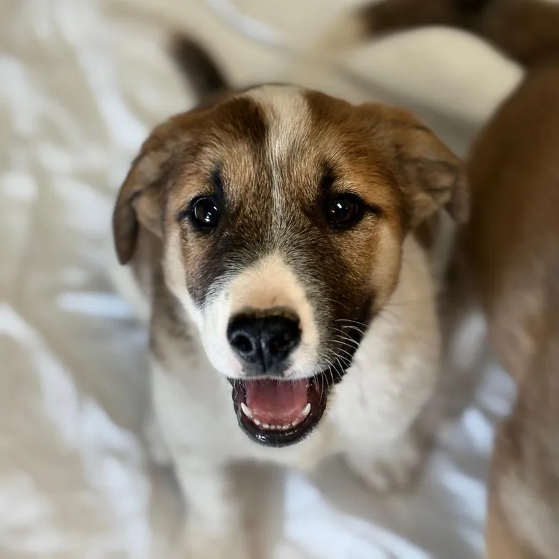 A baby small-sized male Brown / Chocolate Shepherd dog named Saddle for adoption in Flagstaff, AZ