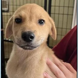 A baby small-sized male Yellow / Tan / Blond / Fawn Great Pyrenees dog named Enzo for adoption in Briarcliff Manor, NY