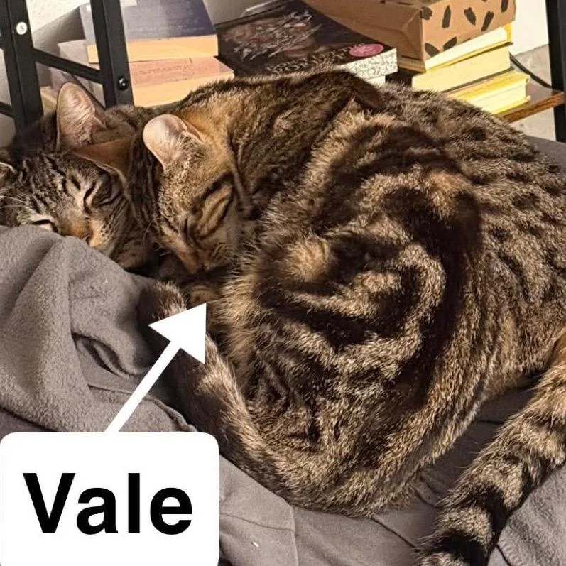 An adult small-sized male Domestic Short Hair cat named Vale for adoption in Nampa, ID