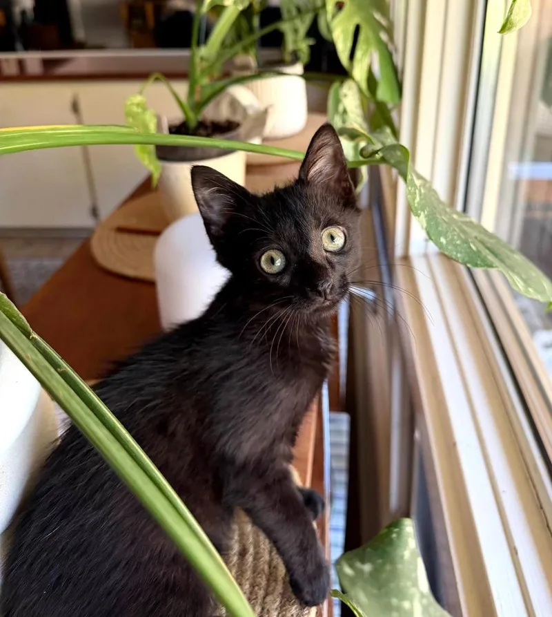 A baby small-sized female Domestic Short Hair cat named Espresso for adoption in Hartsville, SC