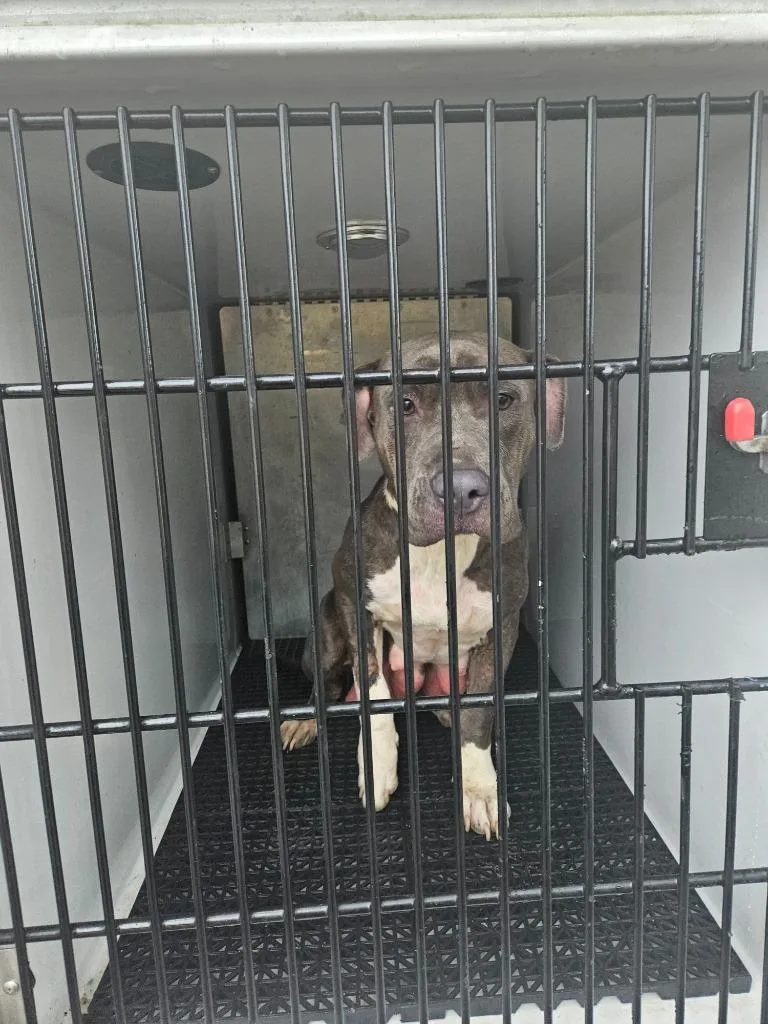 An adult large-sized female Pit Bull Terrier dog named Dolly for adoption in Vineland, NJ