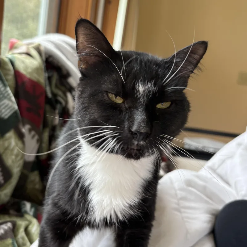 A young medium-sized male Black & White / Tuxedo Domestic Short Hair cat named Scout for adoption in Scranton, PA